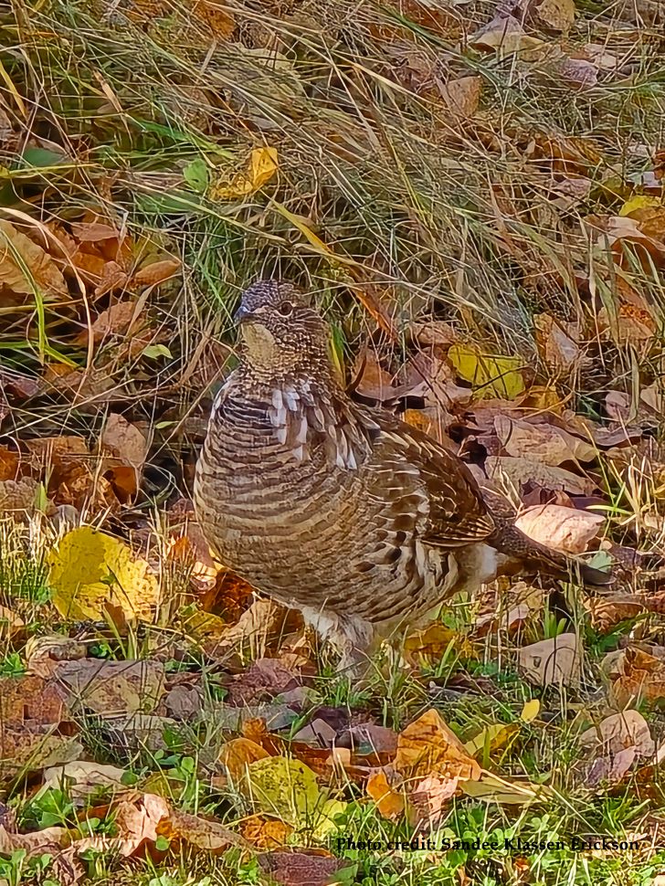 Photograph of a Pheasant in fall taken by Sandee Klassen Erickson.